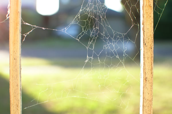 Landscape Spider Web On Fence