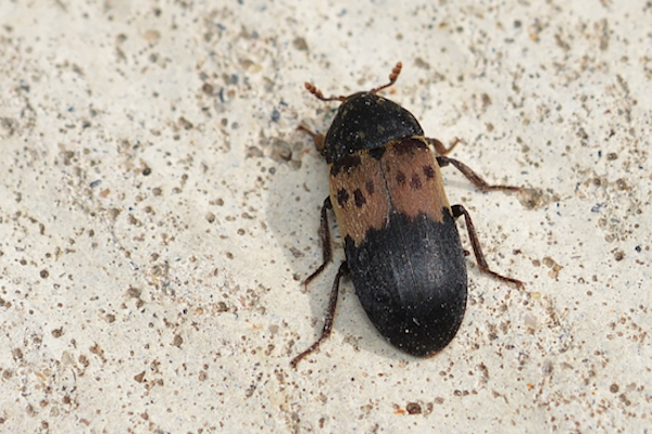 larder beetle in bedroom