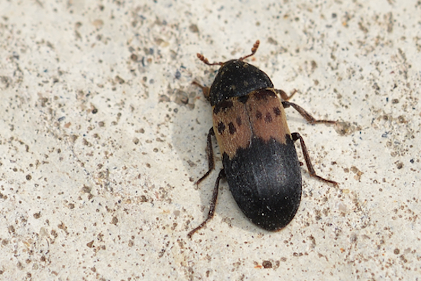 Larder Beetles – Wisconsin Horticulture