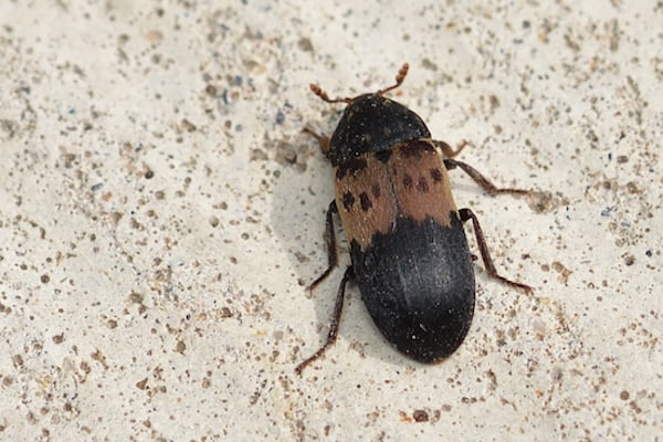 Larder Beetle Control