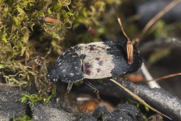 Larder Beetle