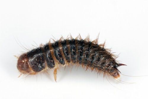 Larderbeetlelarvae