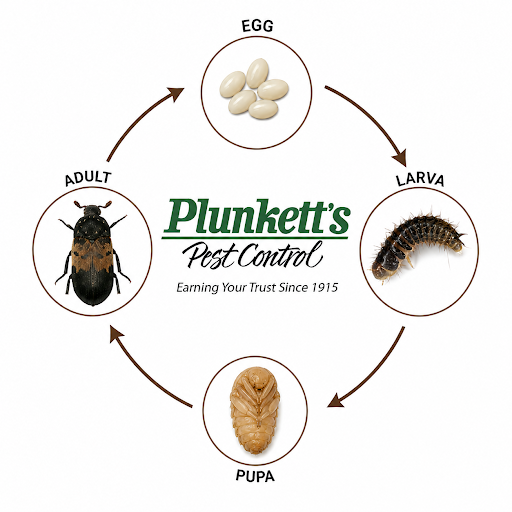 Larderbeetlelifecycle