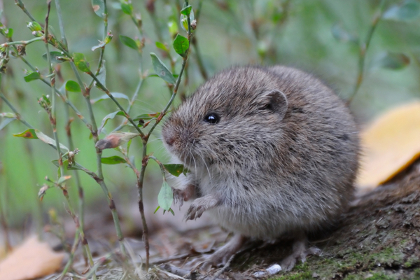 Meadow Vole