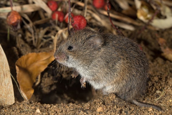 How to Trap Voles, Vole Trapping