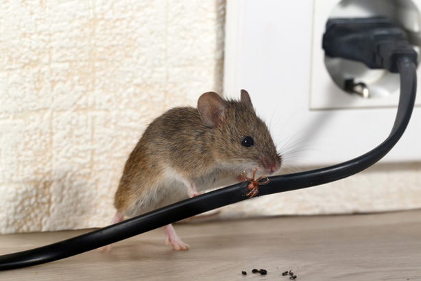 Mice3