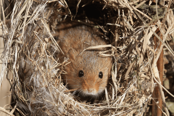 Mouse Hibernating Min