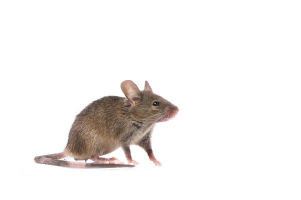 common house mouse