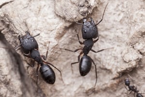 Nearctic Carpenter Ants