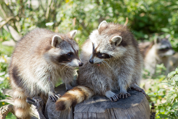 Why Wild Animals Can Be a Problem - Varment Guard Wildlife Services