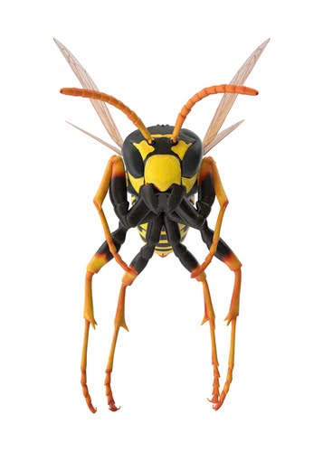 close up of paper wasp