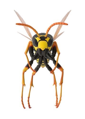close up of paper wasp