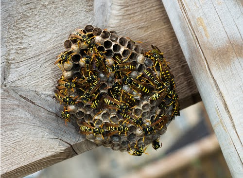 paper wasp nest