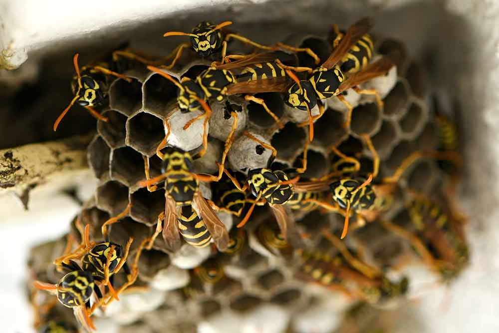 Pest Yellow Jackets On Nest