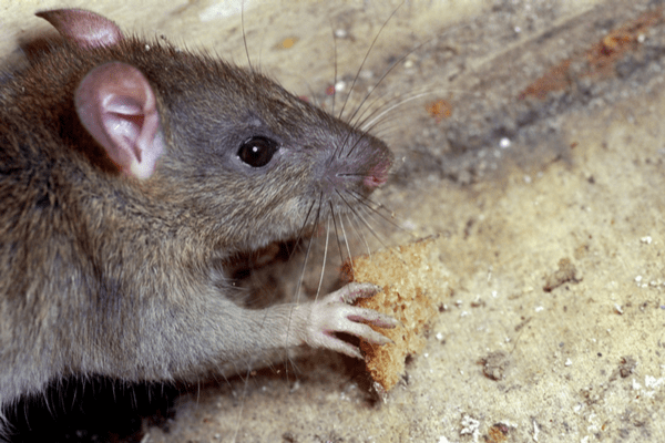 mouse eating bread