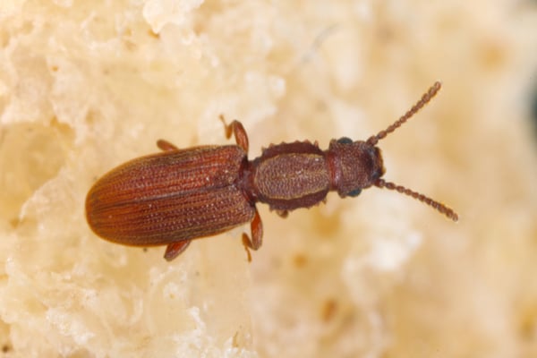 Sawtoothed Grain Beetle