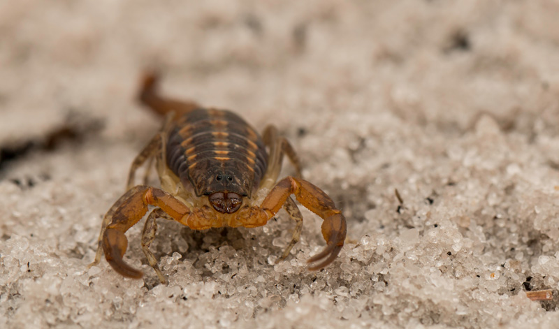 Scorpion Crawling On The Ground