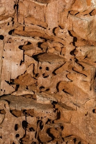 Signs Of Wood Destroying Insect