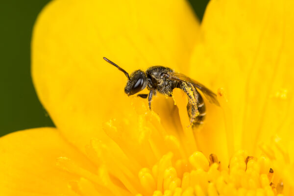 Solitary Bee