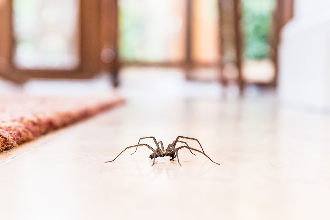 Spider On Kitchen Floor