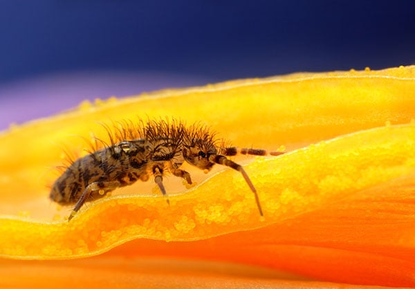 Springtail Prevention and Control - Plunkett's Pest Control