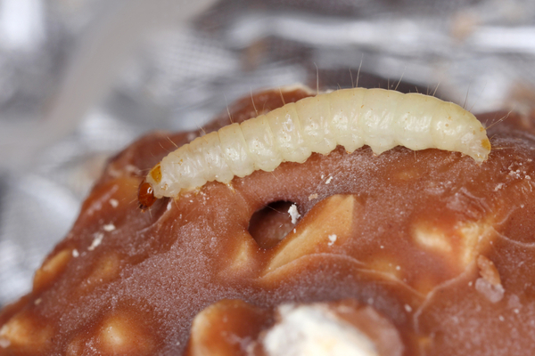 Stored Product Pests