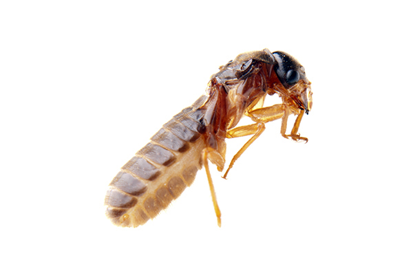 Termite Wht