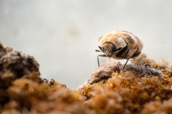 Varied Carpet Beetle Control