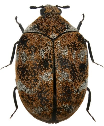 varied-carpet-beetle-identification