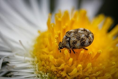 varied=carpet-beetle-on-flower