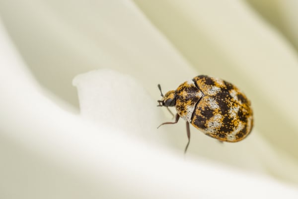 Varied Carpet Beetle Control  Plunketts Pest Control