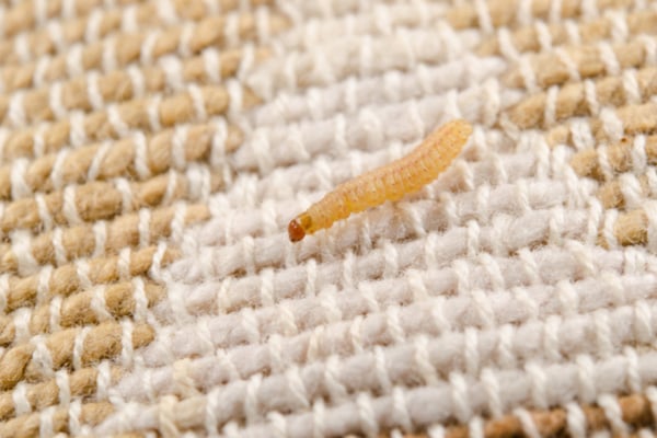 Webbing Clothes Moths  Pest Information & Prevention Tips