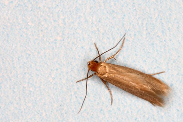 Clothes Moth - Control of Clothes Moth in Homes.