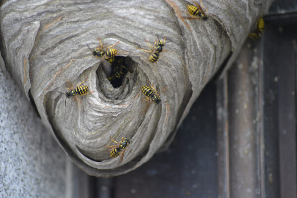 ground nesting yellow jackets control