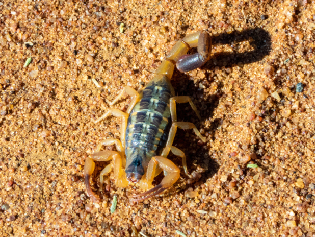 Striped bark scorpion sitting on sand