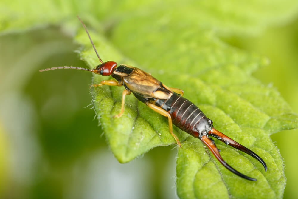 How Did Earwigs End Up in the Midwest?