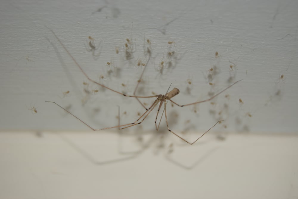 How dangerous are the spiders in Albuquerque homes?