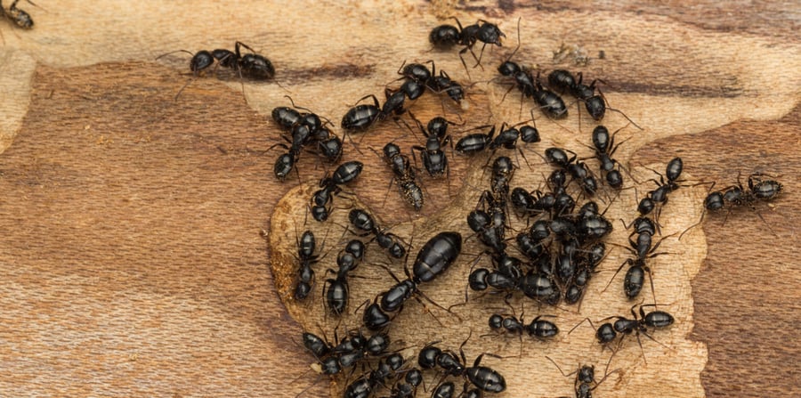 carpenter ants identification