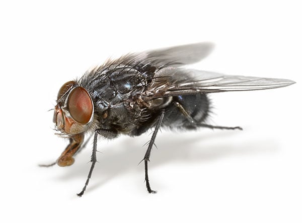 Fruit Fly  Ark Pest Control & Prevention