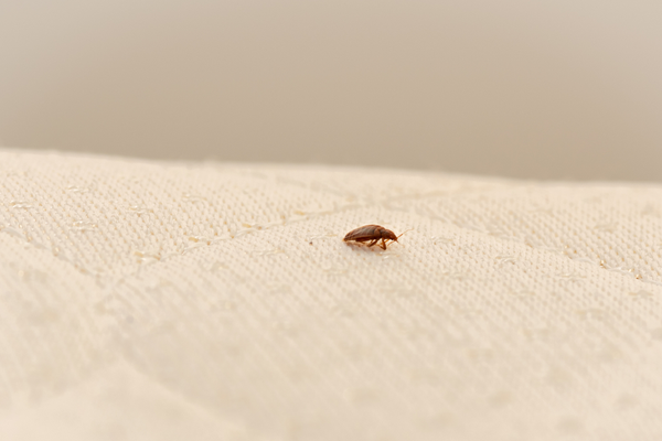 bed bugs winter