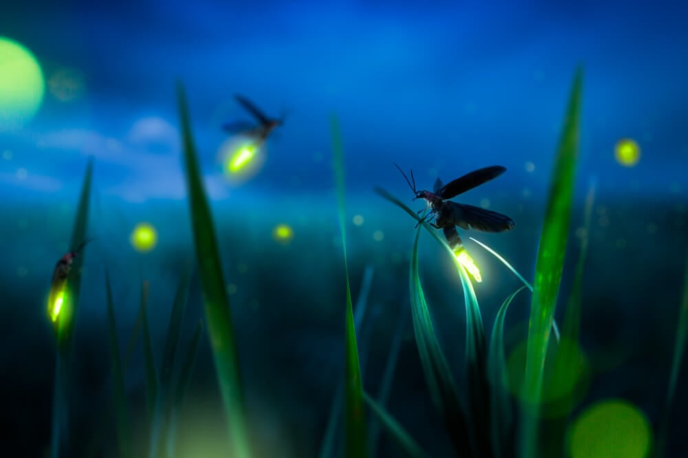 How Fireflies Make Light - Plunkett's Pest Control