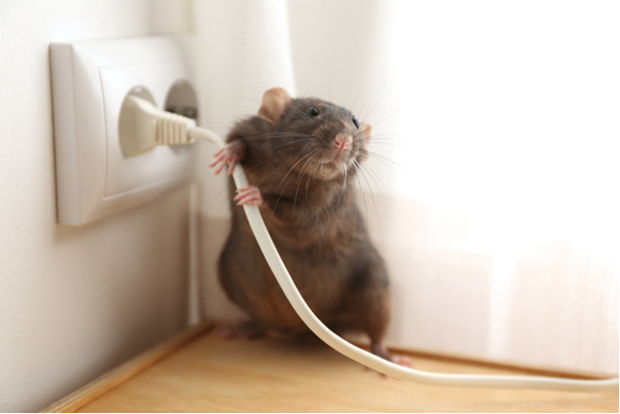 Pest rat inside house by electrical outlet