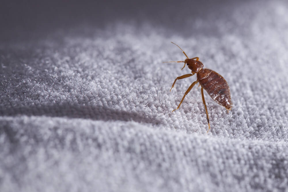 bed bugs home for holidays