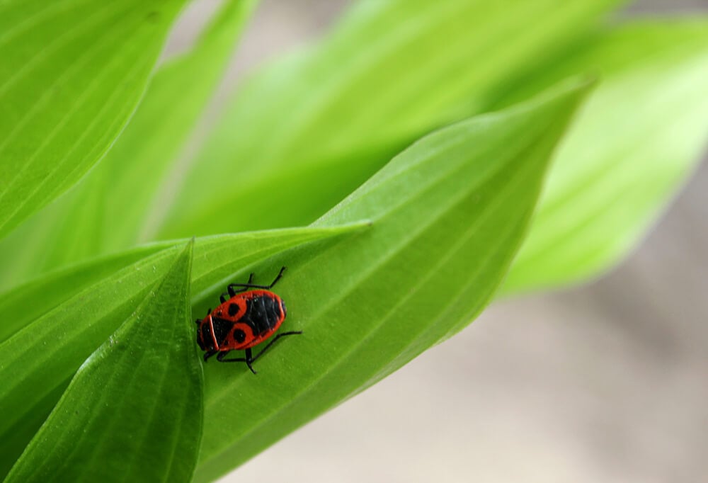 What's the Difference Between Ladybugs and Asian Lady Beetles? - Plunkett's  Pest Control