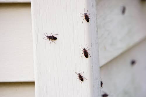 Boxelder bugs cling to the walls of a house. 