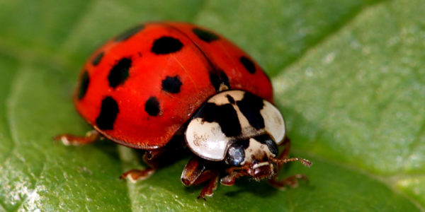 ladybug vs asian beetle