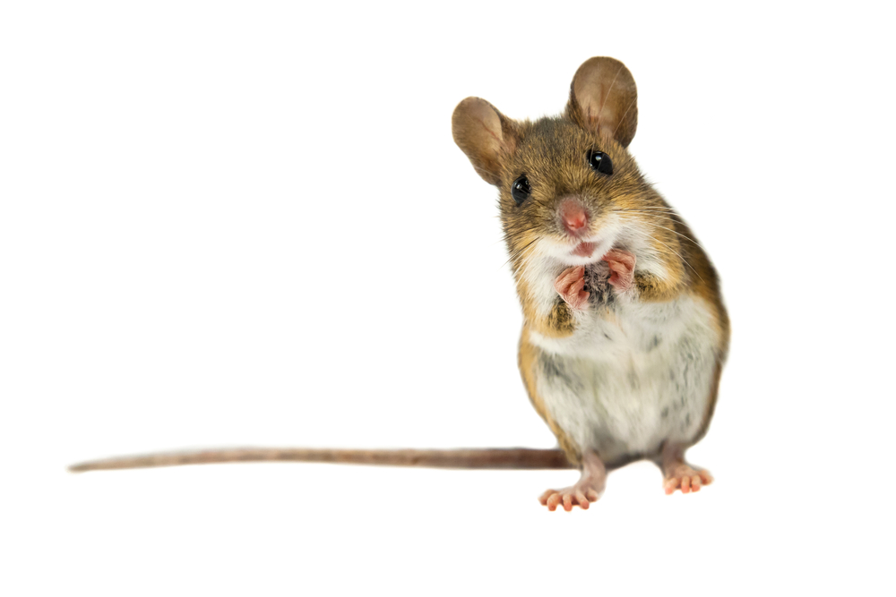 mice identification