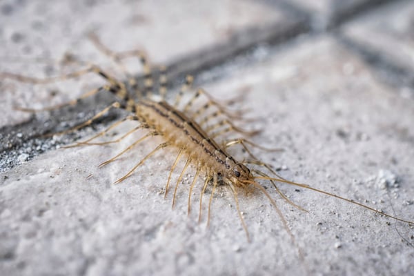 centipede identification