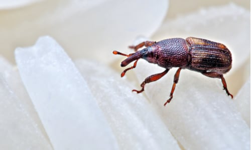 Close up of two rice weevil