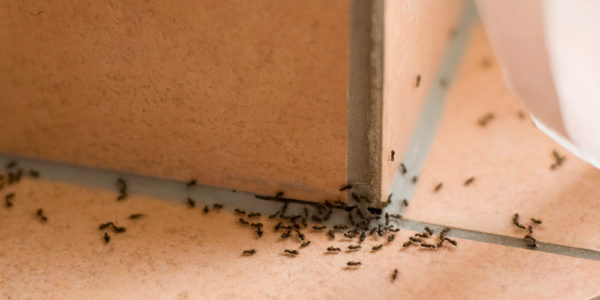7 Warning Signs of a Pest Invasion You Shouldn't Ignore - Plunkett's Pest  Control